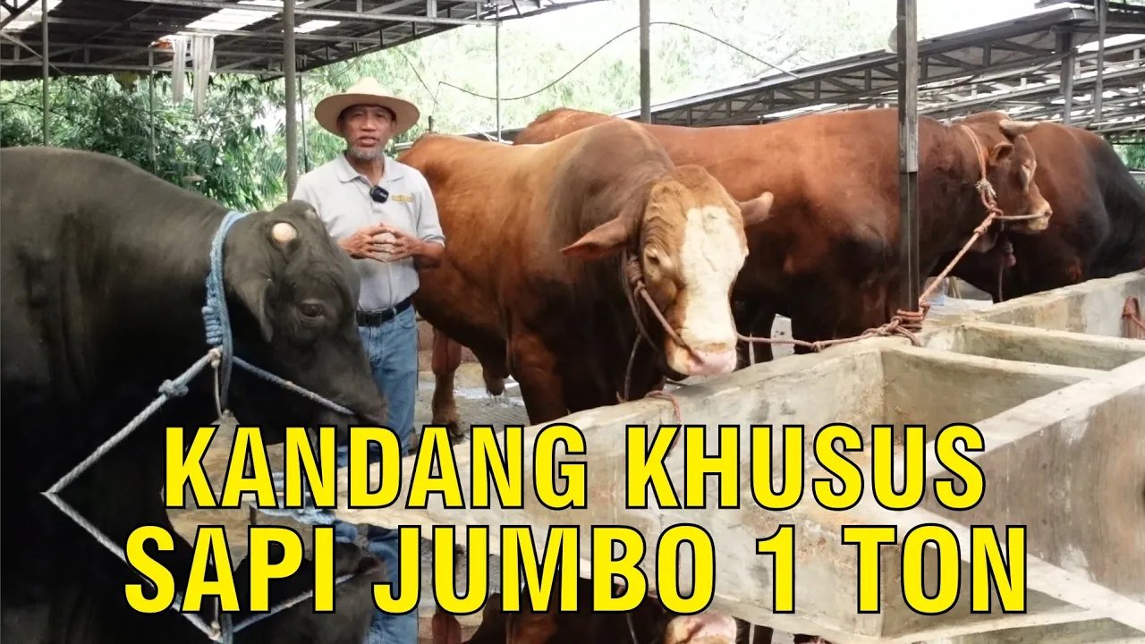 
                                 Kandang-Khusus-Sapi-Super-Jumbo-1-Ton-Up